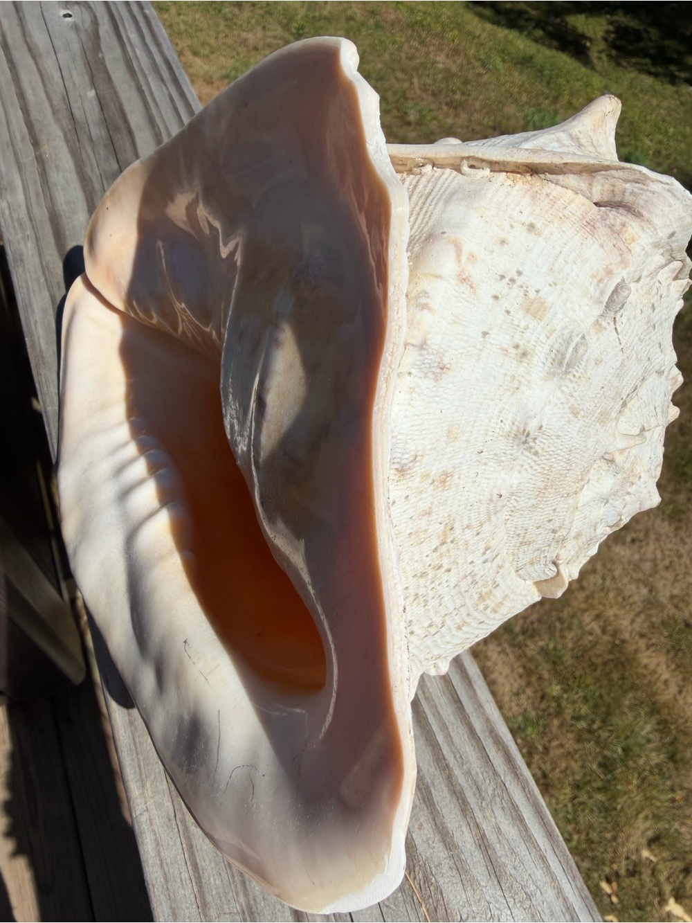 10+” Large | Cassis tuberosa | King Helmet - Picture 11 of 16